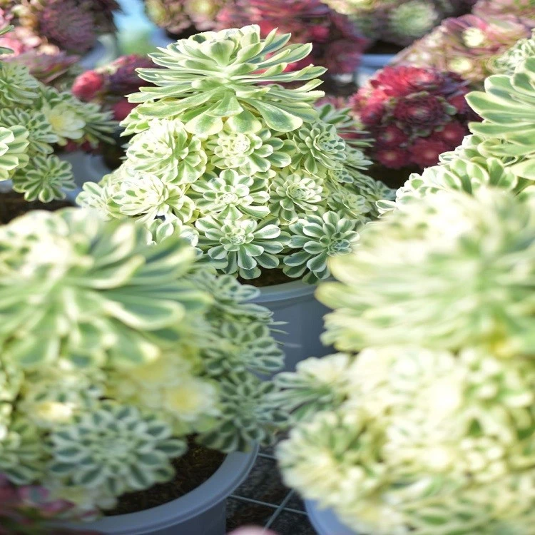 Aeonium Cynthia suppliers