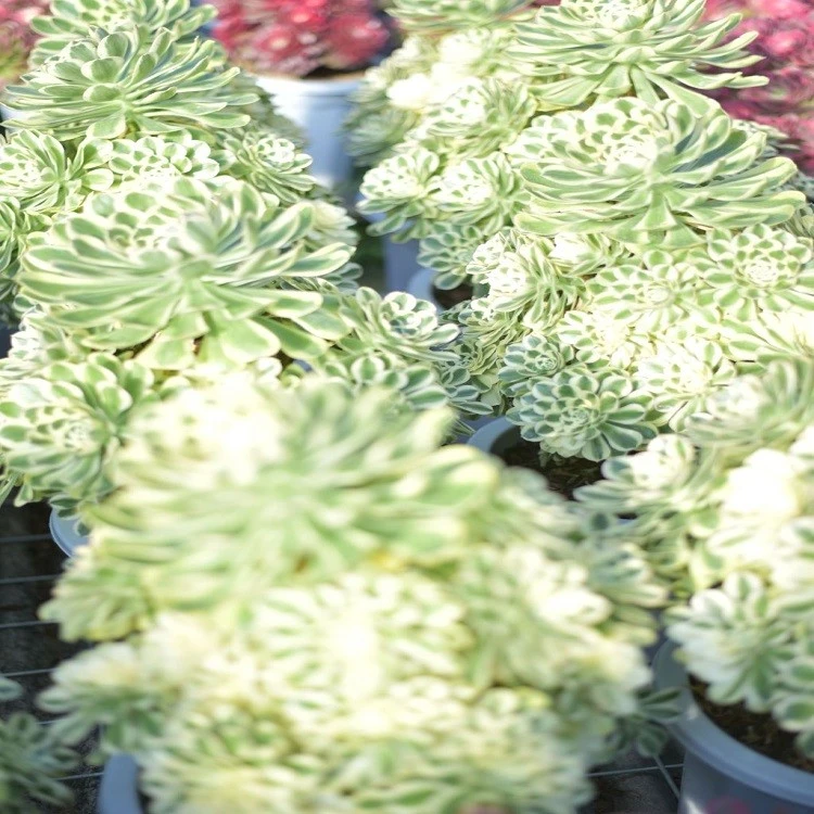 Aeonium Cynthia factory
