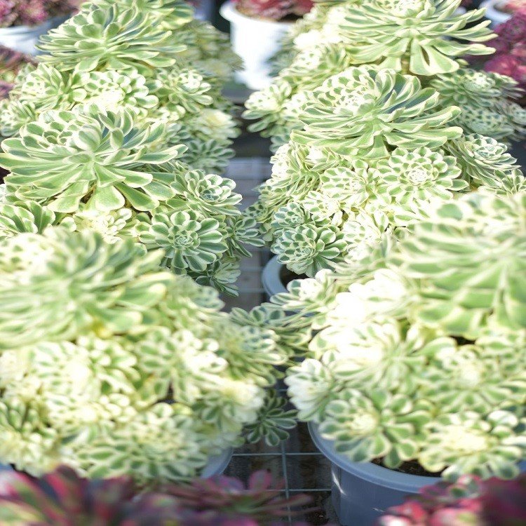 Aeonium Cynthia best