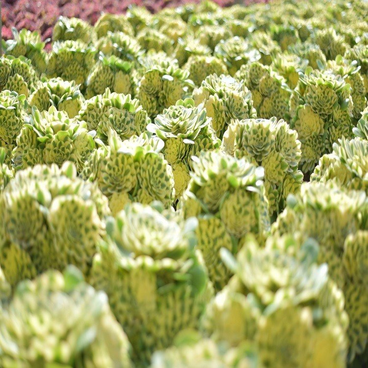 Aeonium Cynthia high quality