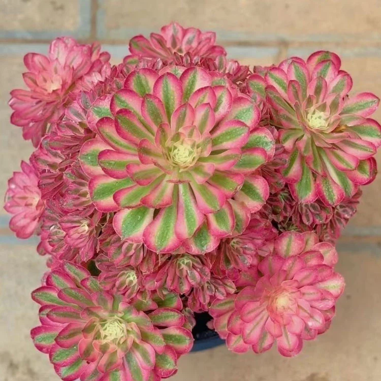 Aeonium White Moon Light