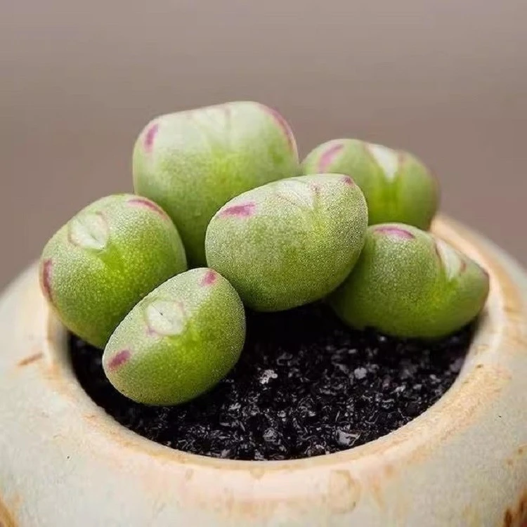 Conophytum Auriflorum factory