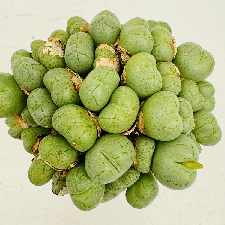 Conophytum Auriflorum best