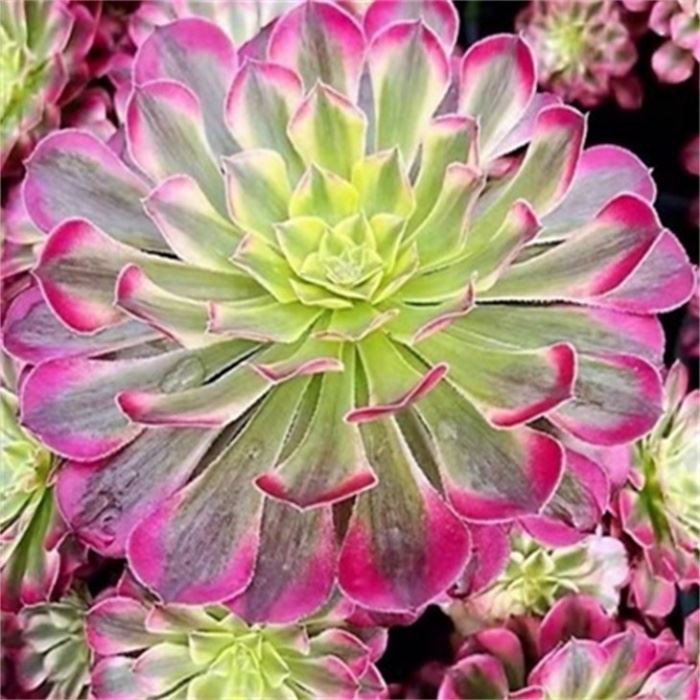 Aeonium Garnet Var