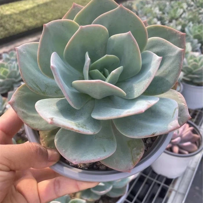 Echeveria Hakuhou