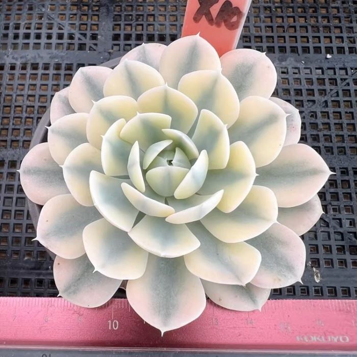 Echeveria Runyonii Variegate