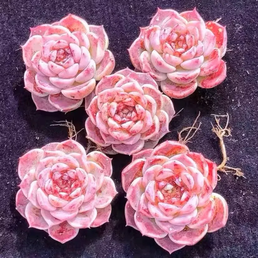 O1CN01GQ8Q1u1ZlgCcU2n9S3576393235jpgQ75jpg O1CN01GQ8Q1u1ZlgCcU2n9S3576393235jpgQ75jpg