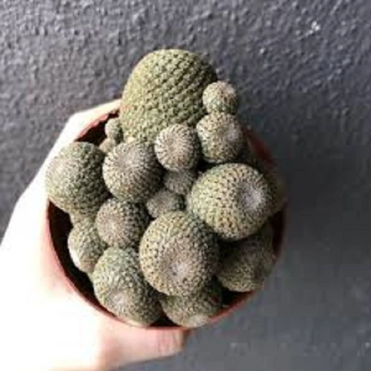Rebutia Heliosa factory
